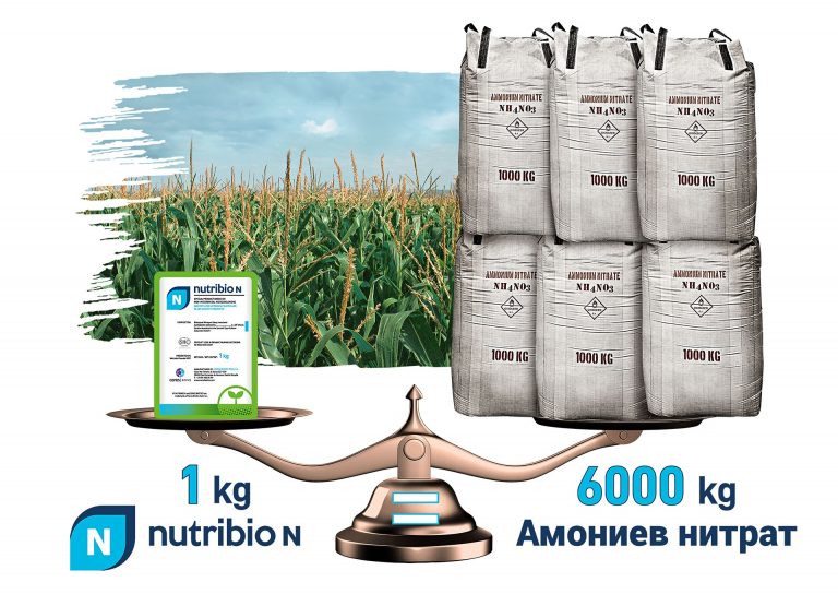 1_Head_pic_AME_NN_Maize_scale