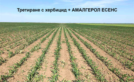 Amalgerol2020Maj29-1