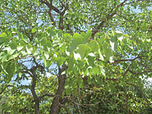 Amarula1
