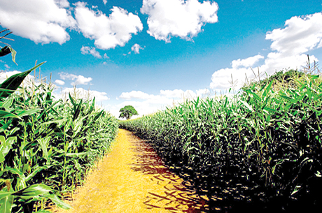 CornField1