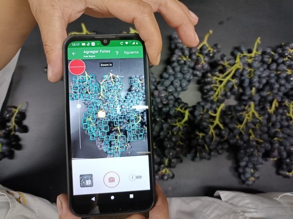 Image Grapes_Clarifruit app (2)
