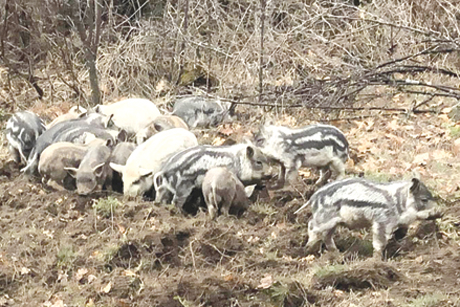 Mangalica2020-1