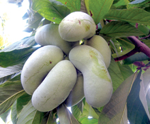 Pau-Pau1