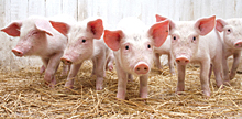 Pigs1