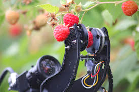 RoboCrop1