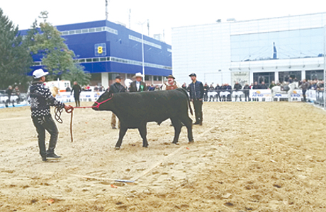 Stekspo2019-1