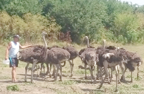 Strausi01