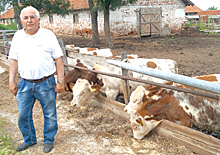 Temelko1