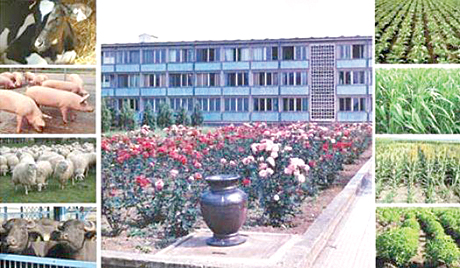 ZI-Shumen01